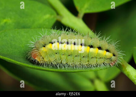 Auspicioso Polilla Burnett (Zygaena Zygaena fausta, faustina), Caterpillar sobre una hoja, Alemania Foto de stock