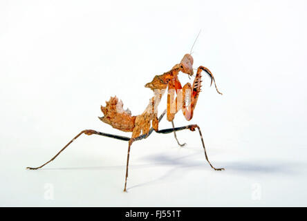 Hoja muerta gigante de Malasia, Mantis hoja muerta (Mantis Deroplatys desiccata), el recorte Foto de stock