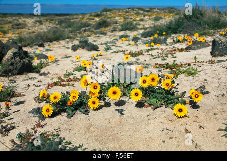 Falso, Reichardia sowthistle Poppy-Leaved (Reichardia tingitana), población de floración en la playa, Fuerteventura, Islas Canarias Foto de stock
