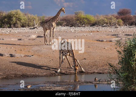 Jirafa angoleña, humeantes jirafa (Giraffa camelopardalis angolensis), dos jirafas angoleño bebiendo y esperando en el orificio de agua, Namibia, el Parque Nacional de Etosha, Naumutoni