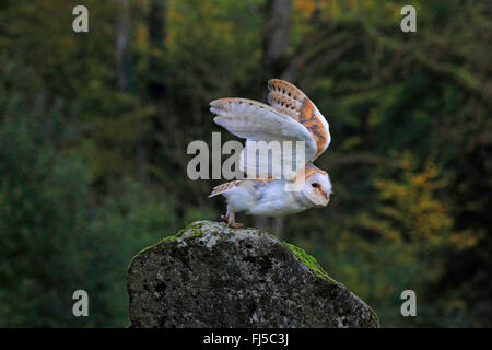 Lechuza de Campanario (Tyto alba), partiendo de una roca, Alemania
