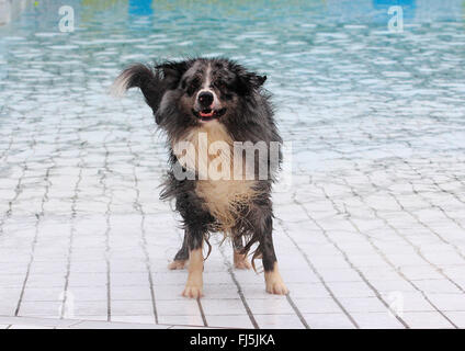 Pastor Australiano (Canis lupus familiaris) f., tres años perro macho de pie en la piscina y agitando el agua del pelaje, Alemania