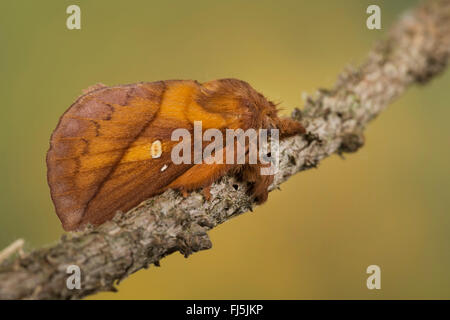 El bebedor (Philudoria potatoria, Euthrix potatoria), macho, Alemania Foto de stock