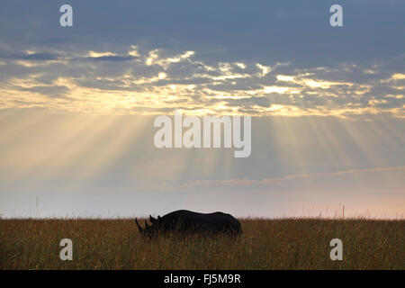 El rinoceronte negro, enganchado con labio de Rinocerontes Rinocerontes, explorar (Diceros bicornis), en la mañana sobre la hierba alta, Kenia, Masai Mara National Park Foto de stock