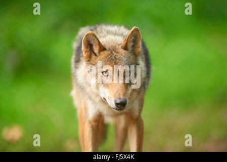 Unión lobo gris (Canis lupus lupus), retrato de un lobo, vista frontal, Alemania, Baviera