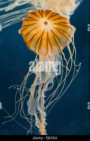 Brújula, medusas Medusas con bandas rojas (Chrysaora hysoscella), flotando en el agua