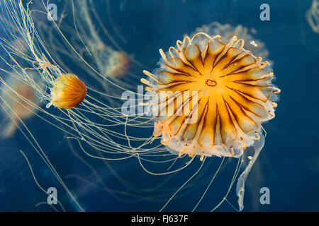 Brújula, medusas Medusas con bandas rojas (Chrysaora hysoscella), dos medusas brújula
