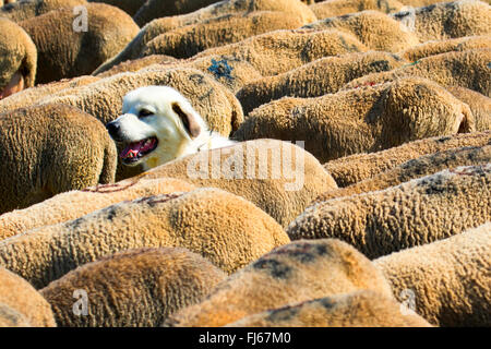 Perro guardián de ganado en un rebaño de ovejas, Alemania