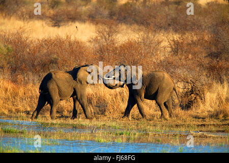 Elefante africano (Loxodonta africana), dos jóvenes animales jugando en un lugar de agua, África del Sur, en la Provincia del Noroeste, el Parque Nacional Pilanesberg