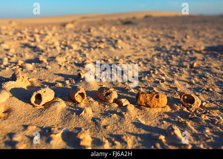 Flor de abeja (Anthophora spec.), subfósiles urn anida en las dunas cerca de Corralejo, Fuerteventura, Islas Canarias Foto de stock