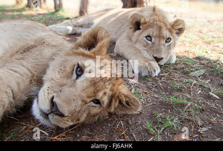 León (Panthera leo), dos cachorros de león tumbado en la sombra de la tierra, Sudáfrica