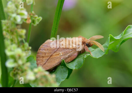 El bebedor (Philudoria potatoria, Euthrix potatoria), macho en reposo sobre una hoja, Alemania, Baviera Foto de stock