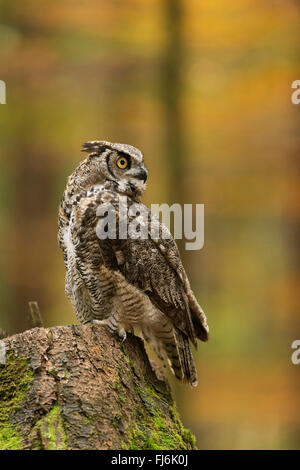 Gran Horned Owl / Tigre Owl ( Bubo virginianus ) encaramado sobre un tocón de árbol, mira hacia atrás, rodeado por los colores otoñales.