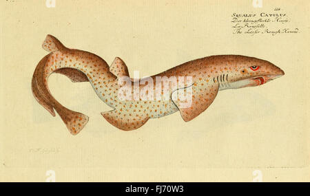 Ichthyologie; ou, Histoire Naturelle des poissons Foto de stock