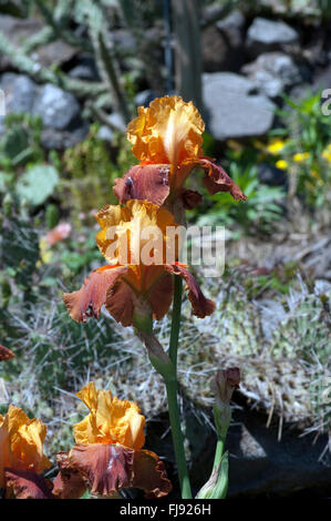 Deutsche Schwertlilie; Iris Germanica Foto de stock