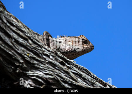 Central de dragón barbudo (Pogona vitticeps) posado sobre una rama, Réunion Foto de stock