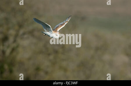 Barn Owl-Tyto alba en vuelo. La primavera. Uk