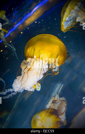 Ortiga de mar del Pacífico medusas Foto de stock