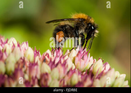 Close-up de un abejorro Foto de stock