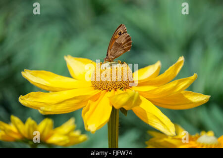 Meadow Brown Butterfly alimentándose de Rudbeckia irlandés ojos'