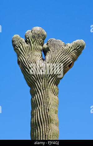 Crested cacto saguaro (Carnegiea gigantea / Cereus giganteus deformación fasciation, Desierto de Sonora, Arizona, EE.UU. Foto de stock