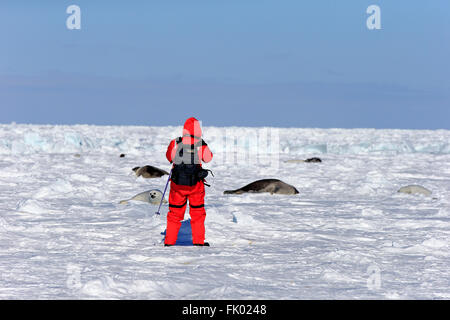 Turista con las focas arpa, sobre bloques de hielo, Magdalen Islands, Golfo de San Lorenzo, Quebec, Canadá, América del Norte / (Pagophilus groenlandicus) Foto de stock