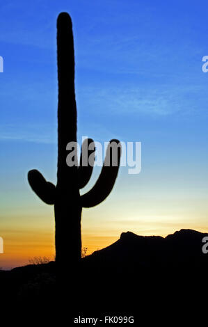 Cacto Saguaro (Carnegiea gigantea / Cereus giganteus) siluetas contra atardecer en el desierto de Sonora, Arizona, EE.UU.