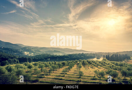 Cielo azul sobre campo de oliva en la Toscana