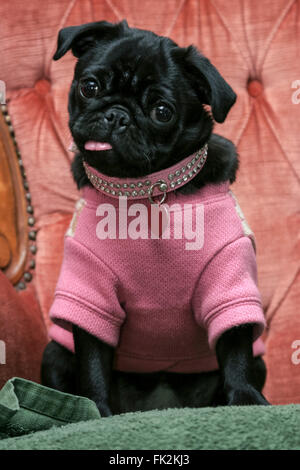Cachorro pequeño vestido en suéter tejido fuera lengua puente sentado en el sillón de terciopelo Fotografía de stock - Alamy