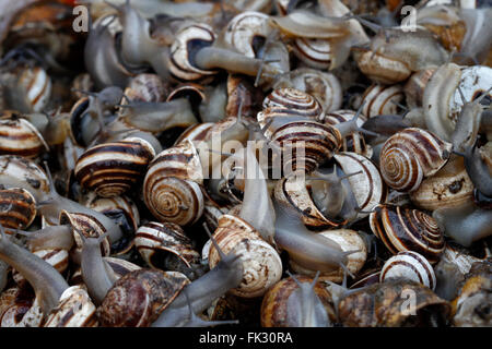 Caracoles marinos. Caracol de mar o caracoles marinos es el nombre común  para los caracoles que normalmente viven en agua sala…