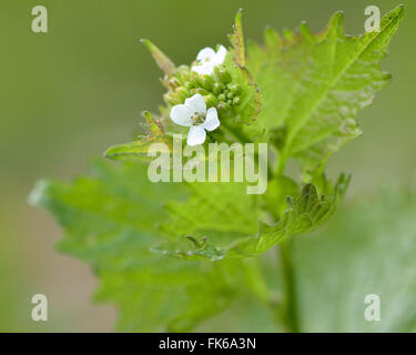 Alliaria petiolata ajo (mostaza). Una planta bianual de la familia de la mostaza y col (Brassicaceae), con flores blancas