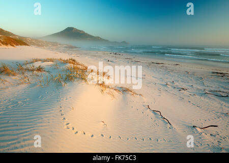 Mar de niebla y cormoranes en Platboom Beach, Cabo de Buena Esperanza, Sudáfrica Foto de stock