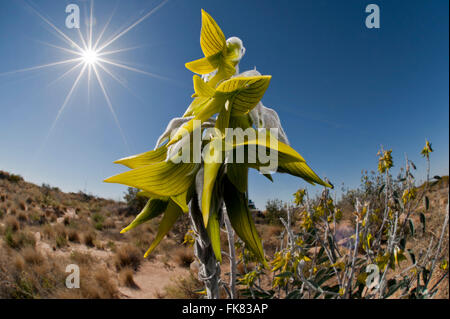 Flores silvestres del desierto australiano - Regal pájaro flor (Crotalaria cunninghamii) Foto de stock