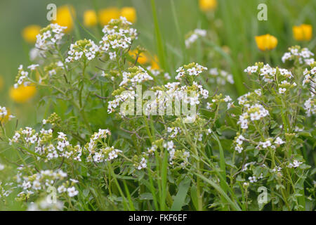 Berro (Nasturtium officinale). Verdura silvestre en la col y la familia de la mostaza (Brassicaceae), con flores blancas