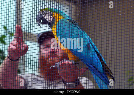 AUCKLAND - Jan 19 2015:Azul y Amarillo guacamayo (Ara ararauna) con un entrenador de aves. Ellos son muy populares en la avicultura debido a sus colores llamativos, la habilidad para hablar y cerrar el pegado a los seres humanos.