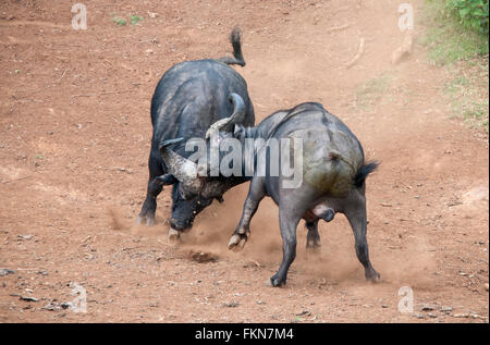 Dos Cape Buffalo (Syncerus caffer) combates, Mount Kenya National Park, Kenia, África Oriental Foto de stock