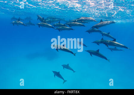 Una manada de delfines {Stenella longirostris} en los bajíos de furia. Foto de stock