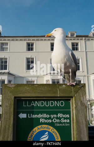 Seagull encaramado sobre un signo en el paseo marítimo de Llandudno al norte de Gales, Reino Unido de Gran Bretaña Foto de stock