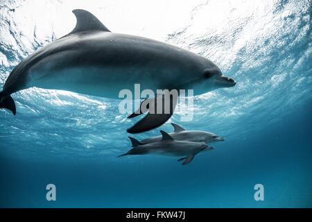 Delfines moteados del Atlántico (Stenella frontalis), nadar, close-up, Bahamas Foto de stock