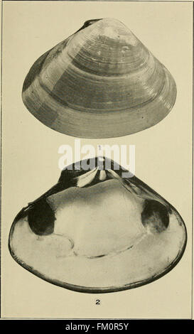El comestible, almejas, mejillones y vieiras de California (1920)