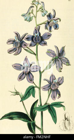 Edwards registrar o botánico, jardín de flores ornamentales y arbustos .. (1829-1847)