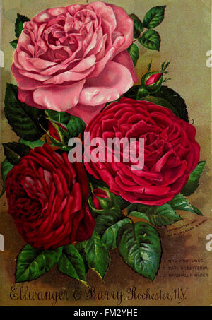 Ellwanger y Barry's catálogo general de frutales y ornamentales, rosas etc (1894)