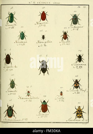 Entomologie, ou Histoire Naturelle des Insectes (No. 6 Cetoine Pl. XI)