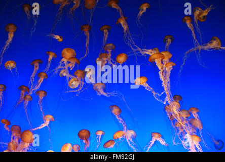 Medusas en el acuario de la bahía de Monterey California Foto de stock