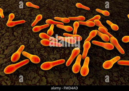 Las bacterias Clostridium tetani, equipo de ilustración. El tétanos causa la bacteria Clostridium tetani, que se desarrolla como resultado de contaminación de la herida por esporas de bacterias, que se encuentran principalmente en el suelo.