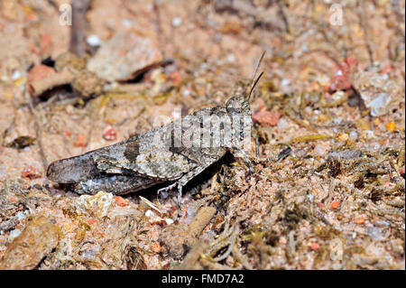 Saltamontes de Alas azules (Oedipoda caerulescens) fusionar en ambiente árido