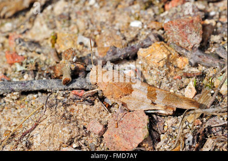 Saltamontes de Alas azules (Oedipoda caerulescens) fusionar en ambiente árido
