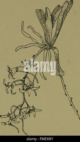 Las plantas y sus formas en Sudáfrica (1915)