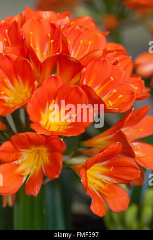 Lirio Natal, lirio arbusto, lirio Kaffir - Clivia miniata flores naranjas Foto de stock