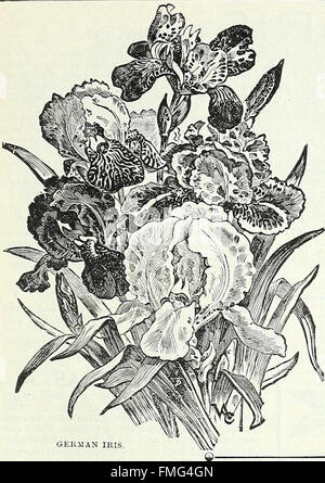 Lámparas, plantas y semillas para la siembra de otoño - 1897 (1897)